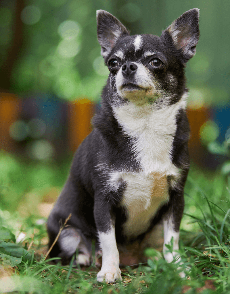 Chihuahua puppy sitting on grass