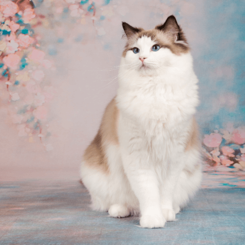 Cat on floral background