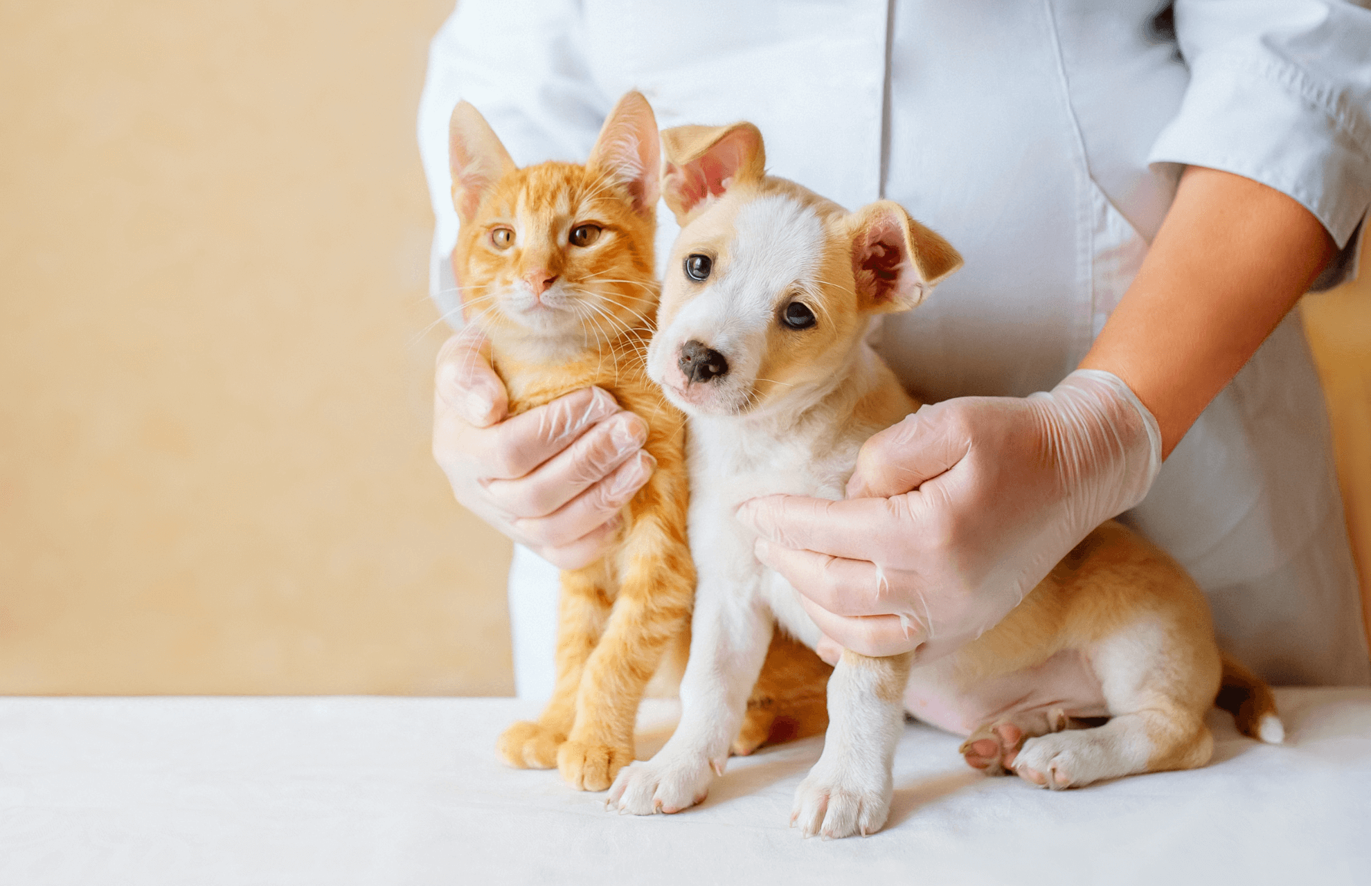 Vet holding a dog and a cat<br />
