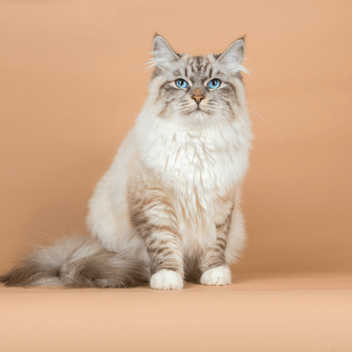 Cat against orange background