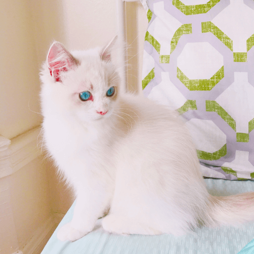 A white cat sitting on a bed