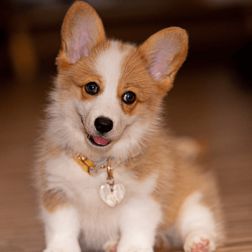 Puppy sitting on the floor