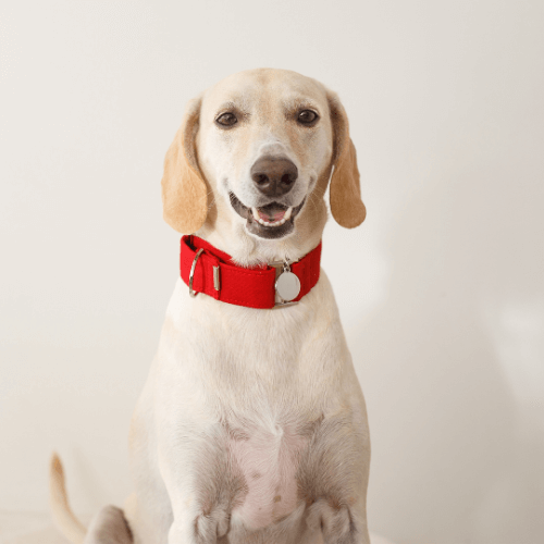 Dog smiling and posing for photo