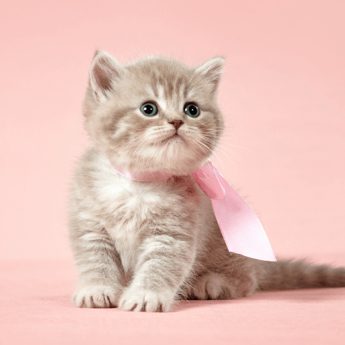 Kitten with a pink ribbon around its neck