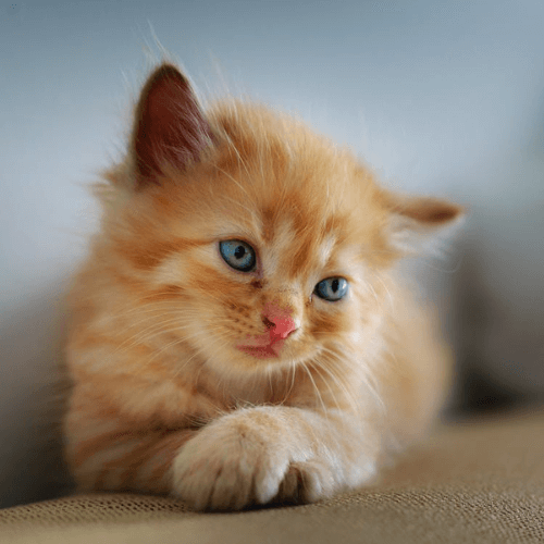 kitten on blurred background
