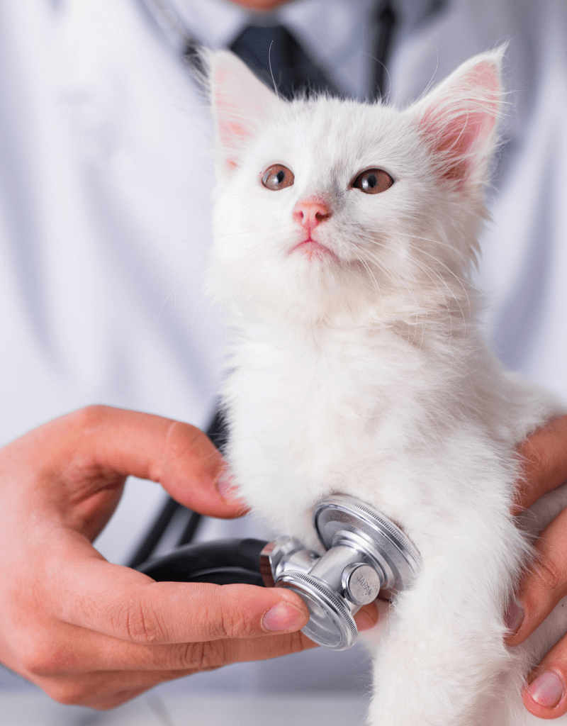 Vet examining kitten with a stethoscope