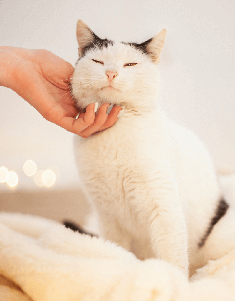 A hand petting a cat