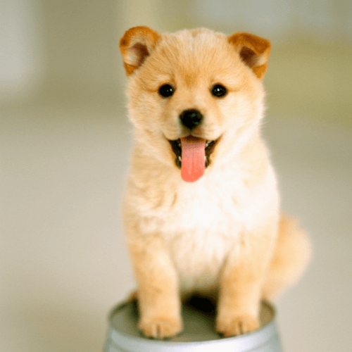 A puppy sitting on a metal can