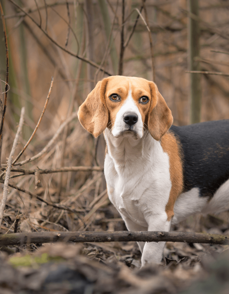 Beagle dog in forest