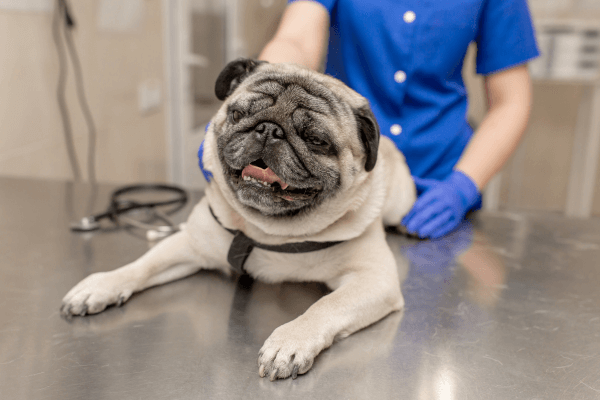 Dog examined on vet's table