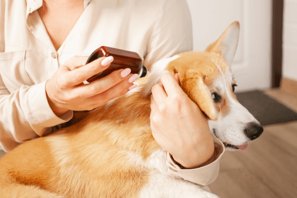 Lady applying medicine for dog