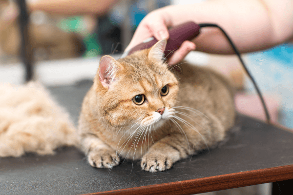 Groomer trimming cat's hair