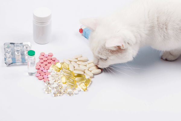 Cat smelling medicines