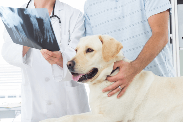 Vet checking x-ray of dog