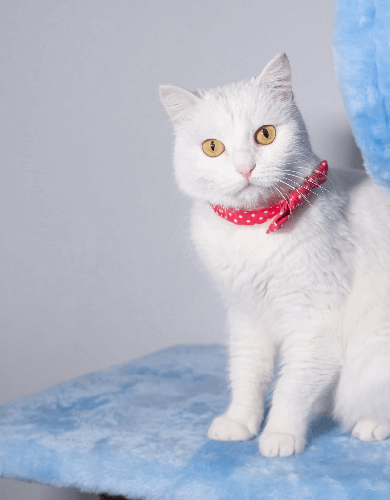 A white cat with a red bandana
