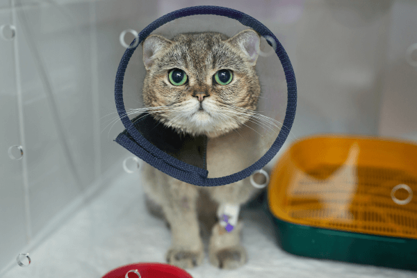 Cat wearing cone around neck