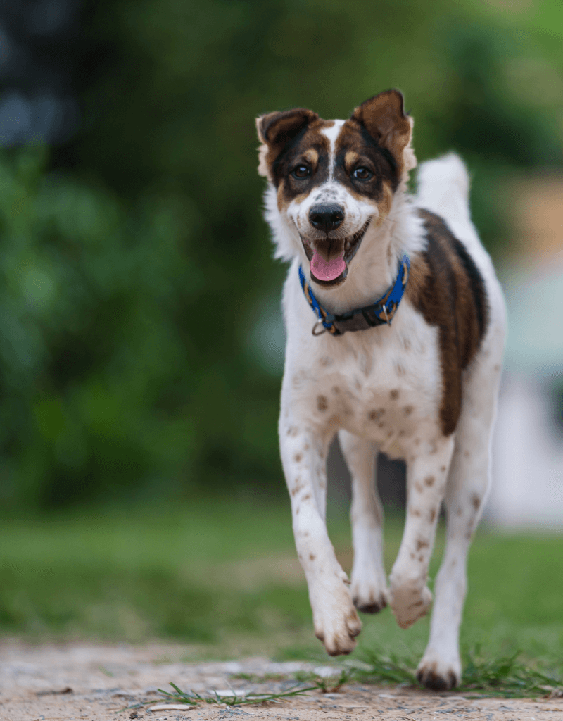 A dog running on grass
