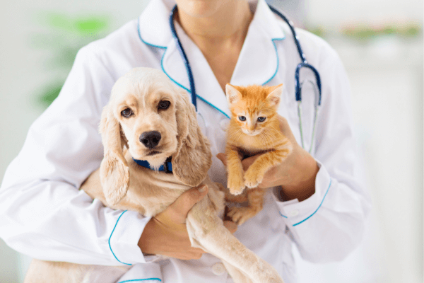 Puppy and kitten in vet's hands
