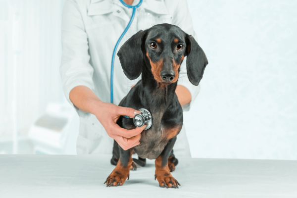 Dog examined by vet