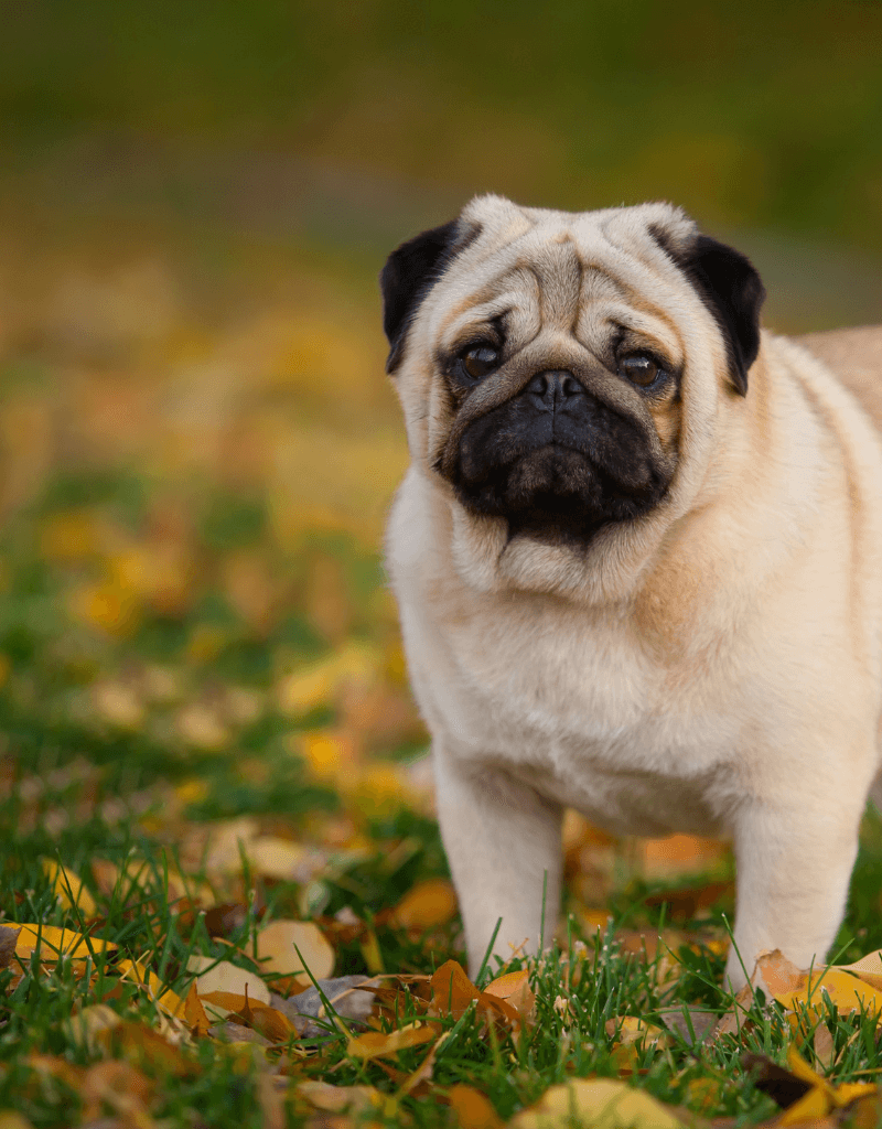 Pug dog on grassy area