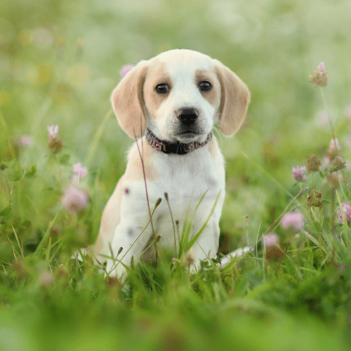 A puppy sitting in grass