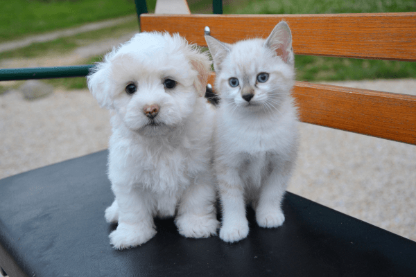Puppy and kitten sitting together