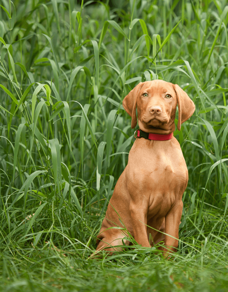 Puppy sitting over grass