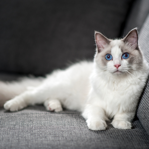 Ragdoll cat on sofa