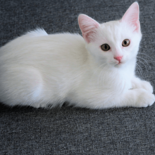 A white kitten lying on a grey surface<br />
